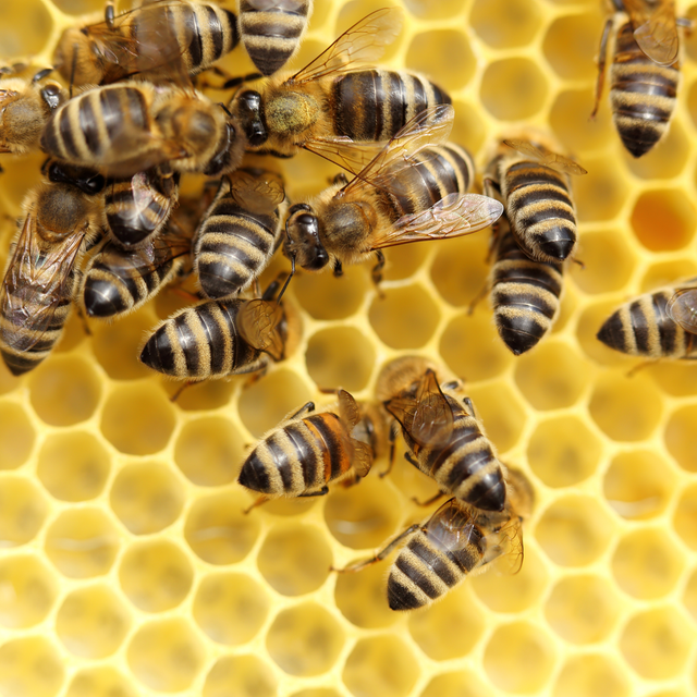Shop for our locals-only honeybee starter package.