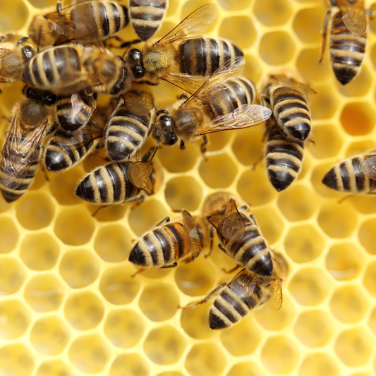 2024 Hive-Starter Honeybee Package